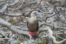 Red Footed Boobies - Galapagos 2010 -IMG 7931